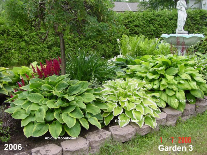 Shade Garden Ideas Hostas Photograph Pics Are From 2 O